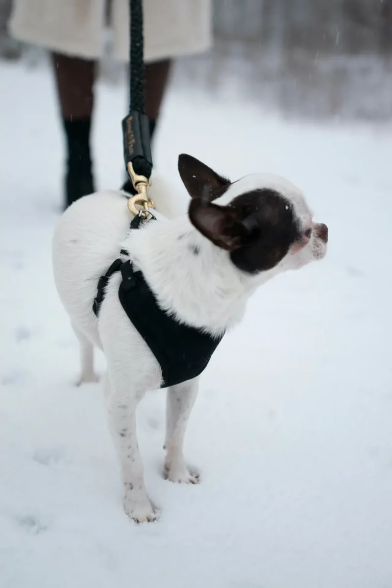 Rope Leash for Dogs (Standalone) - Image 8