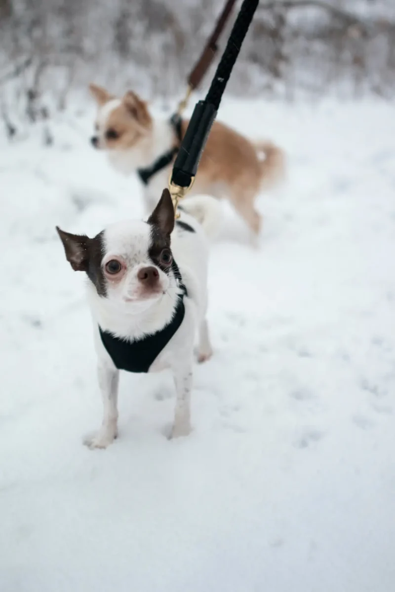 Rope Leash for Dogs (Standalone) - Image 9