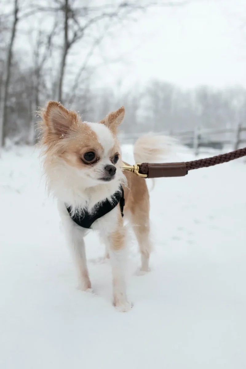 Rope Leash for Dogs (Standalone) - Image 10