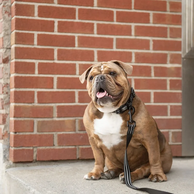 Reflective Collar - Black - Image 2