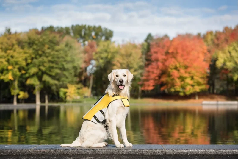 Life Vest - Dog Life Jacket - Image 5